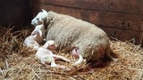 Tweede Paasdag: Lammetjesdag bij De Wereldboom!