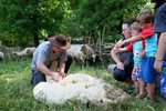 Schapen scheren bij de Wereldboom